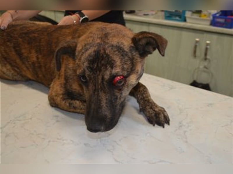 Szemes liebenswerter freundlicher Hundemann