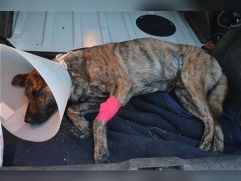 Szemes liebenswerter freundlicher Hundemann