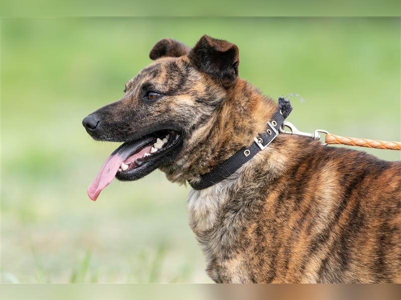 Szemes liebenswerter freundlicher Hundemann