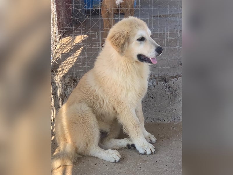 Max sucht dringend ein Zuhause