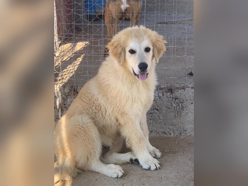 Max sucht dringend ein Zuhause