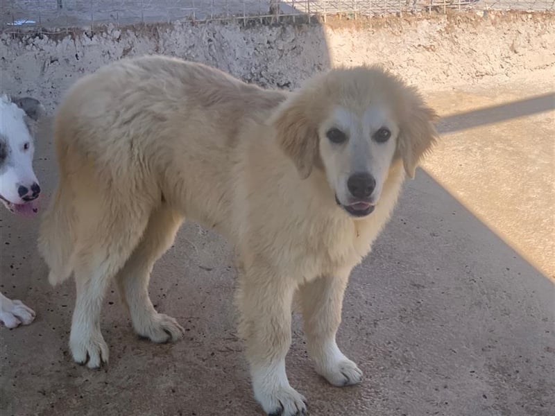 Max sucht dringend ein Zuhause