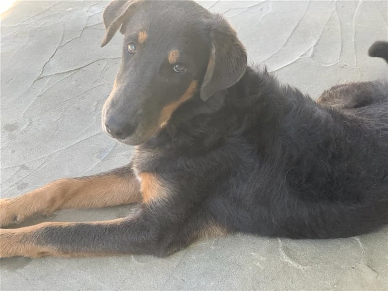 Lucy sucht ihre Menschen