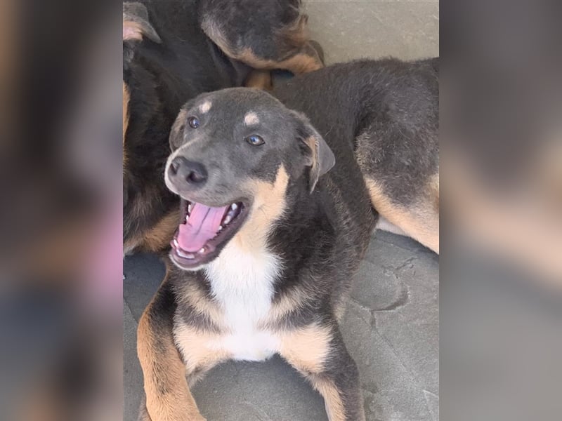 Dakota möchte nach Hause!