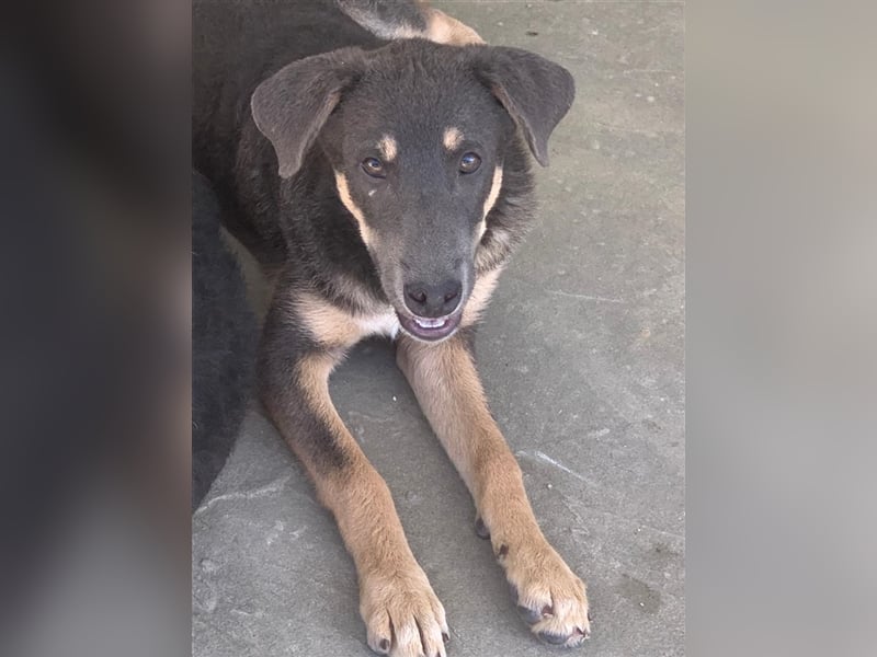 Dakota möchte nach Hause!