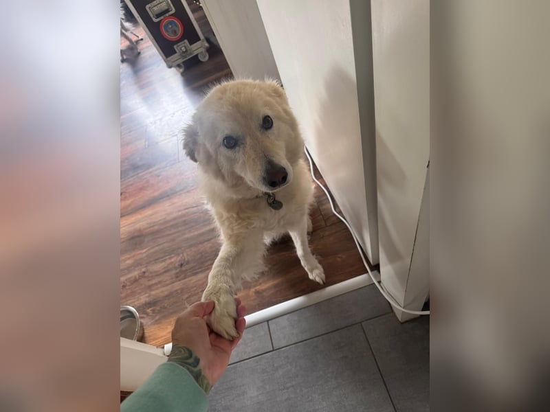 Herzenshund Pablo sucht liebevolles Zuhause