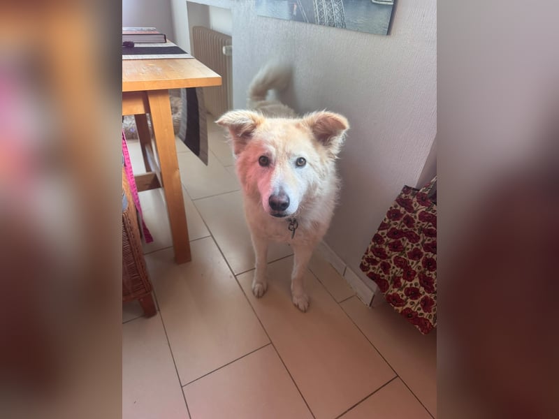 Herzenshund Pablo sucht liebevolles Zuhause