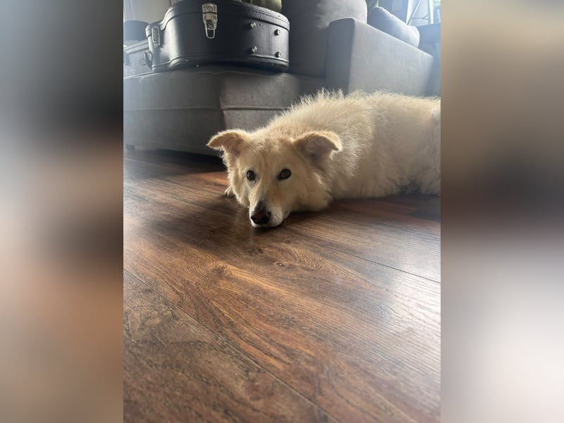 Herzenshund Pablo sucht liebevolles Zuhause