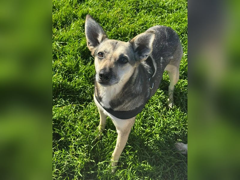 Amy - wenn Geduld und Liebe ein Zuhause finden