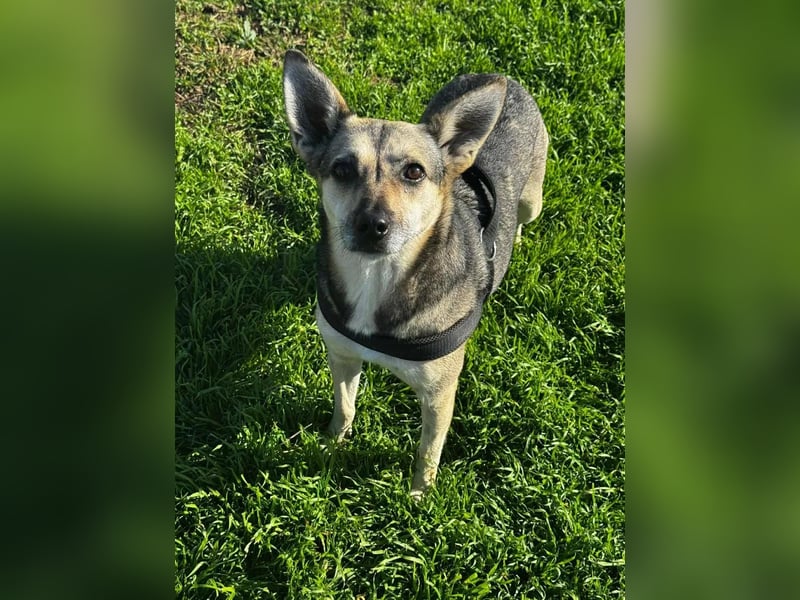 Amy - wenn Geduld und Liebe ein Zuhause finden