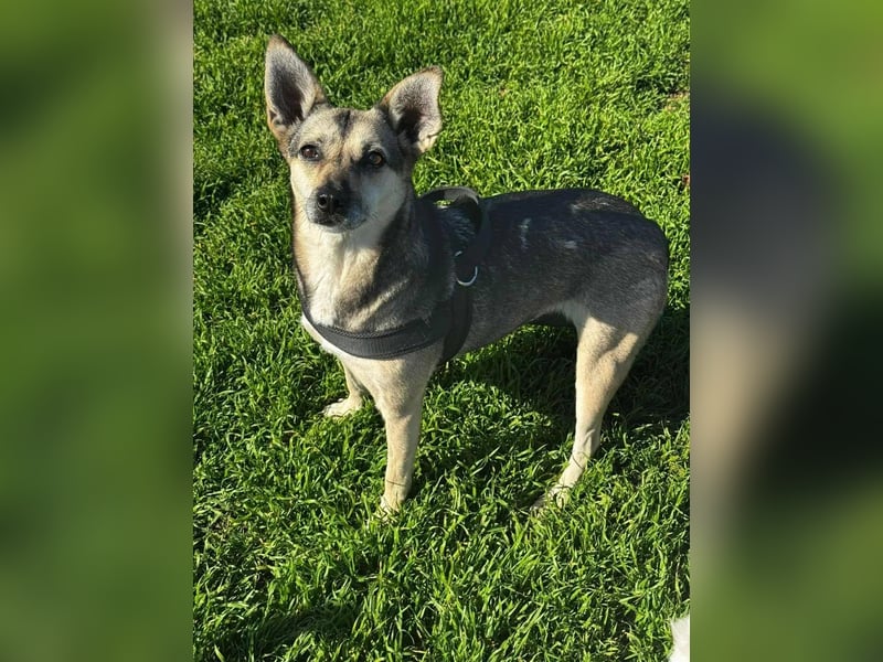 Amy - wenn Geduld und Liebe ein Zuhause finden