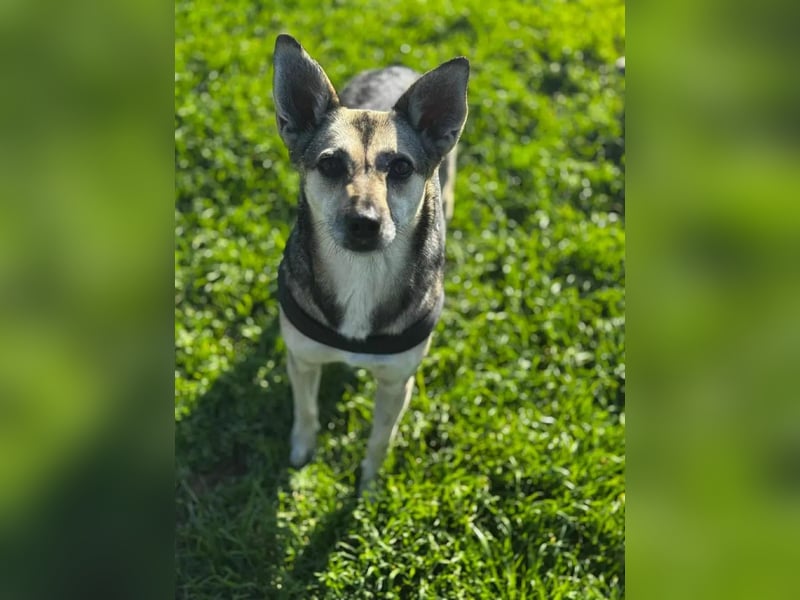 Amy - wenn Geduld und Liebe ein Zuhause finden