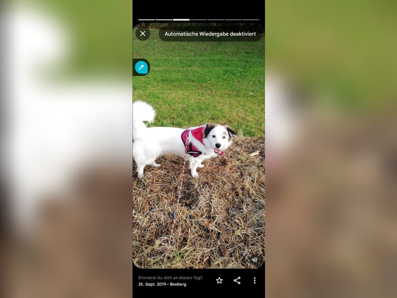 Bordercoli ,Shih tzu Mischling mittelgroß