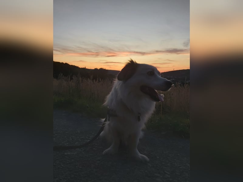 Bordercoli ,Shih tzu Mischling mittelgroß