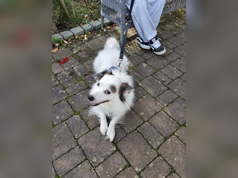Bordercoli ,Shih tzu Mischling mittelgroß