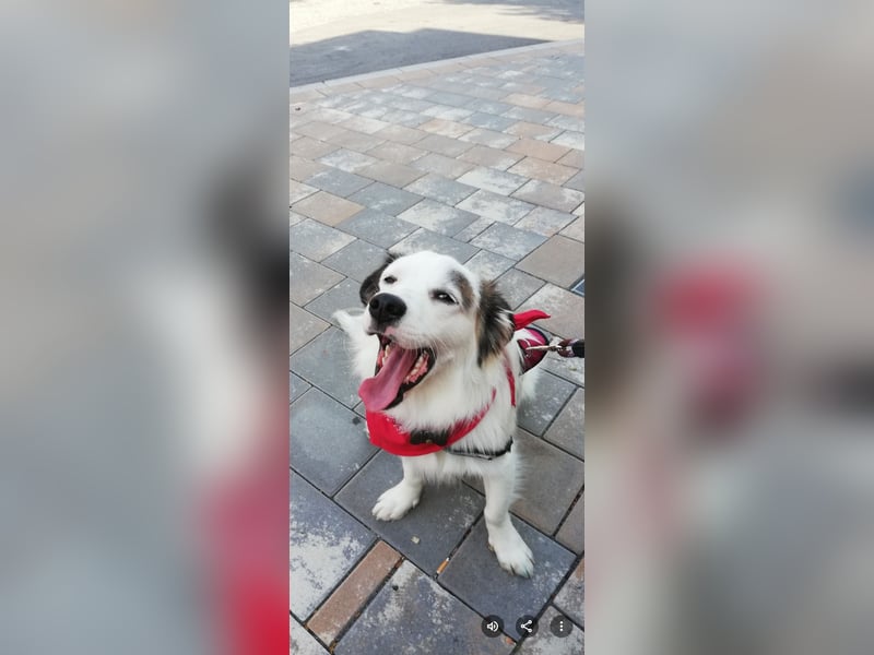 Bordercoli ,Shih tzu Mischling mittelgroß
