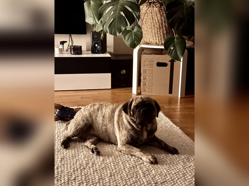 Bruno sucht ein neues Zuhause