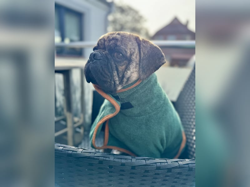 Bruno sucht ein neues Zuhause