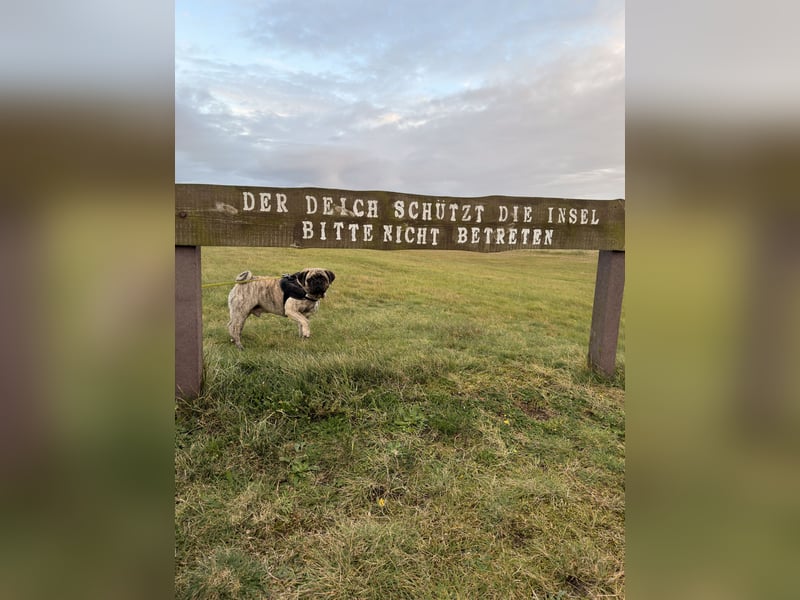 Bruno sucht ein neues Zuhause