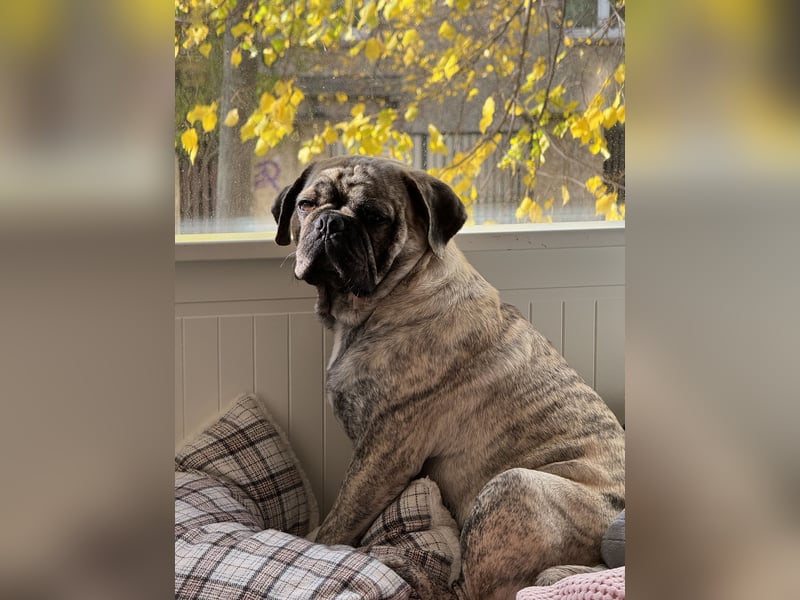 Bruno sucht ein neues Zuhause