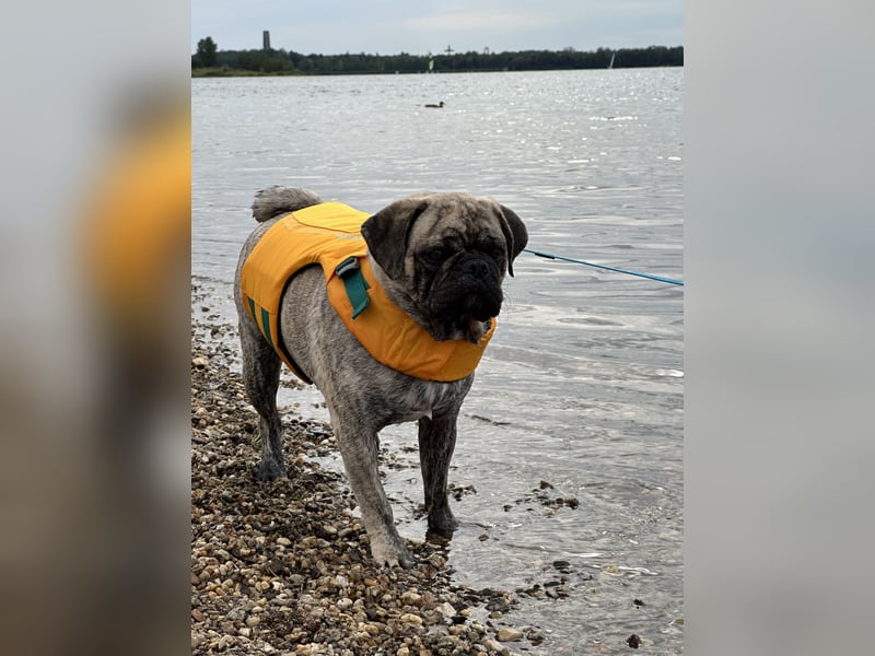 Bruno sucht ein neues Zuhause