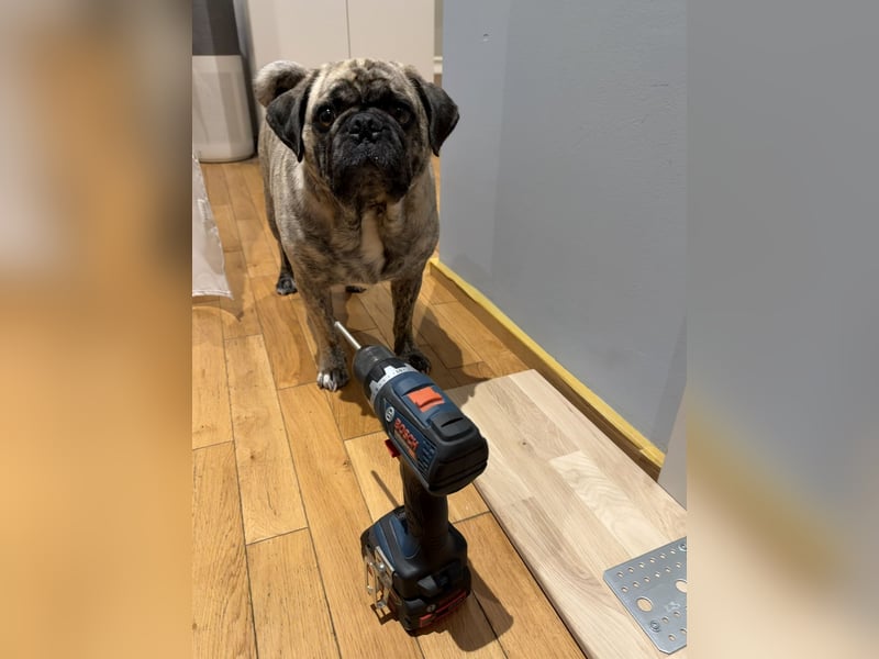 Bruno sucht ein neues Zuhause