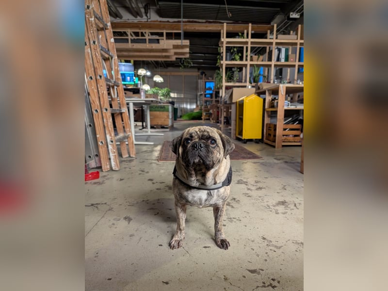 Bruno sucht ein neues Zuhause