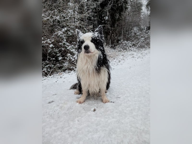 Lennox und Bounty zu vermitteln