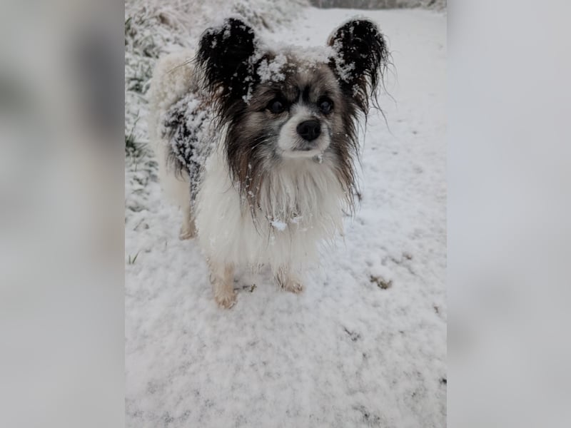 Lennox und Bounty zu vermitteln