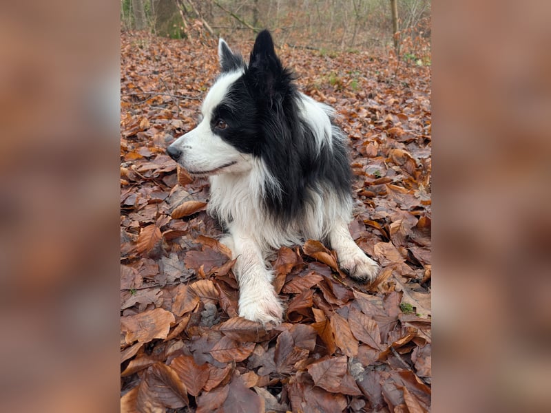 Lennox und Bounty zu vermitteln