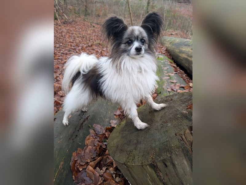 Lennox und Bounty zu vermitteln