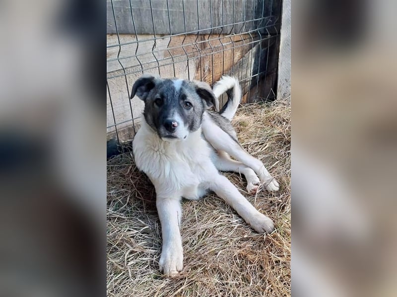 Sanfter Junghund Caiden sucht Euch