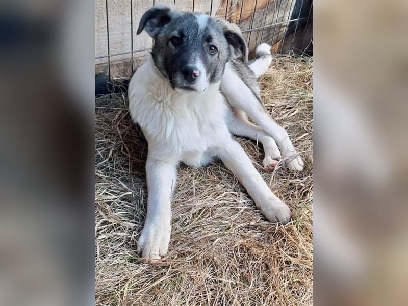 Sanfter Junghund Caiden sucht Euch