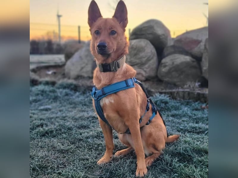 Raya - hat Potential zur Hundesportlerin