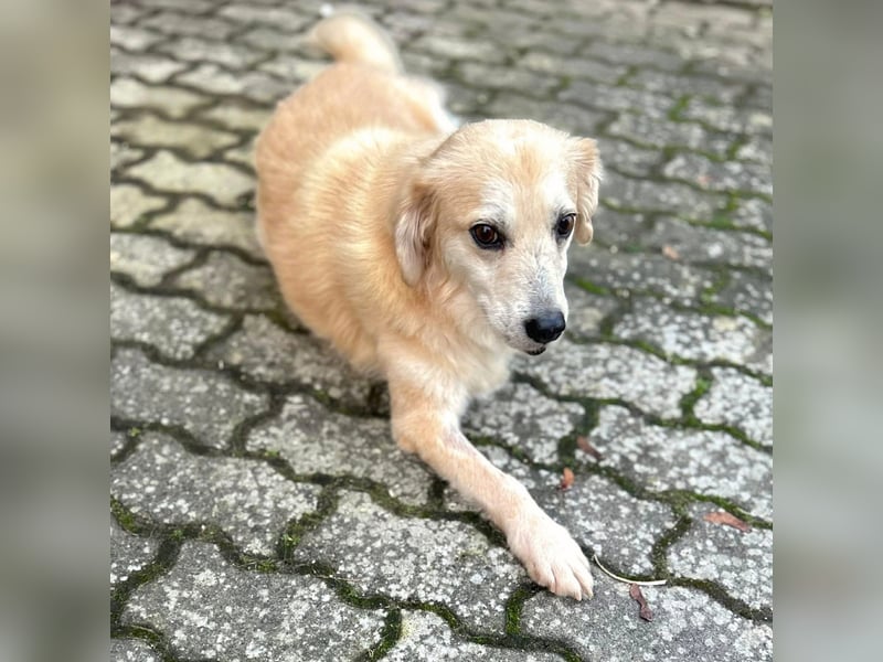 Wurstl - ist sehr zutraulich