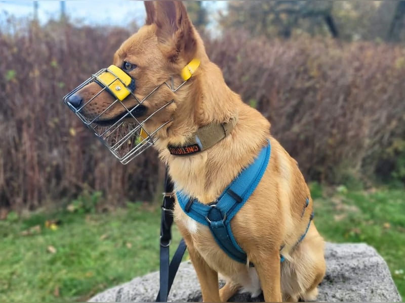 Raya - hat Potential zur Hundesportlerin
