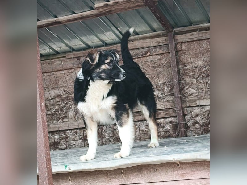 Esme - aus Sascut