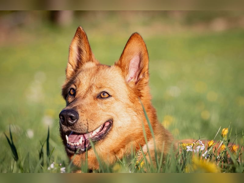 Raya - hat Potential zur Hundesportlerin