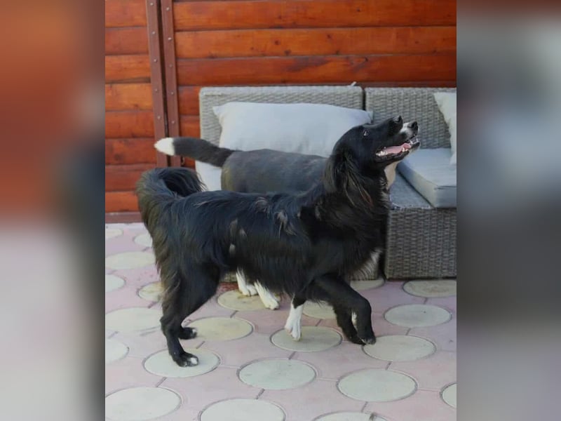 Batman - ist ein lebensfroher Hund