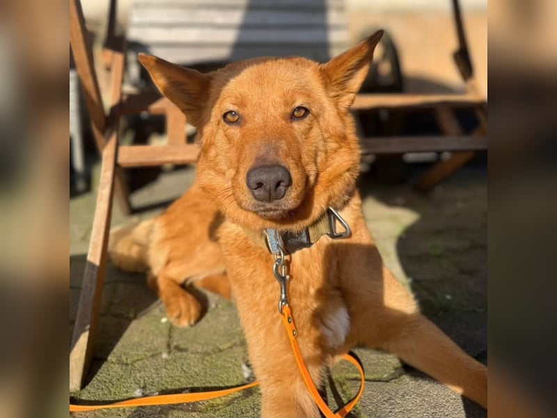 Raya - hat Potential zur Hundesportlerin