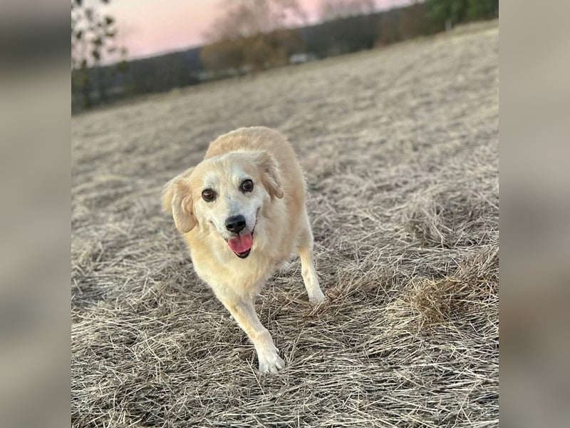 Wurstl - ist sehr zutraulich