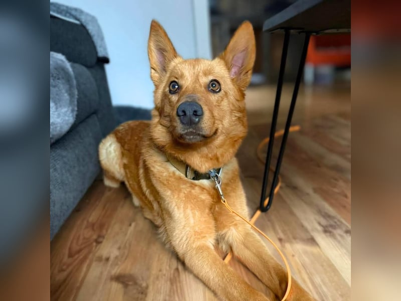 Raya - hat Potential zur Hundesportlerin