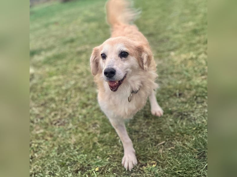 Wurstl - ist sehr zutraulich