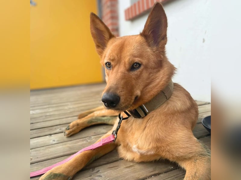 Raya - hat Potential zur Hundesportlerin