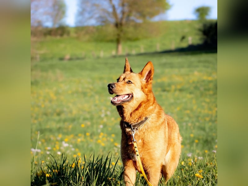 Raya - hat Potential zur Hundesportlerin
