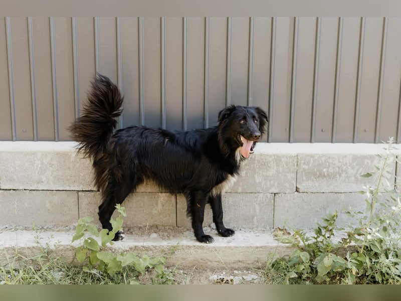 Batman - ist ein lebensfroher Hund