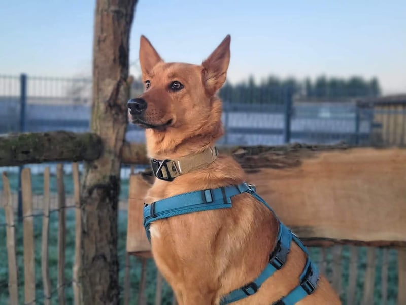 Raya - hat Potential zur Hundesportlerin