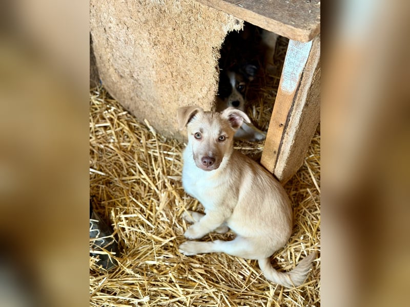 Joey - aus Mangalia
