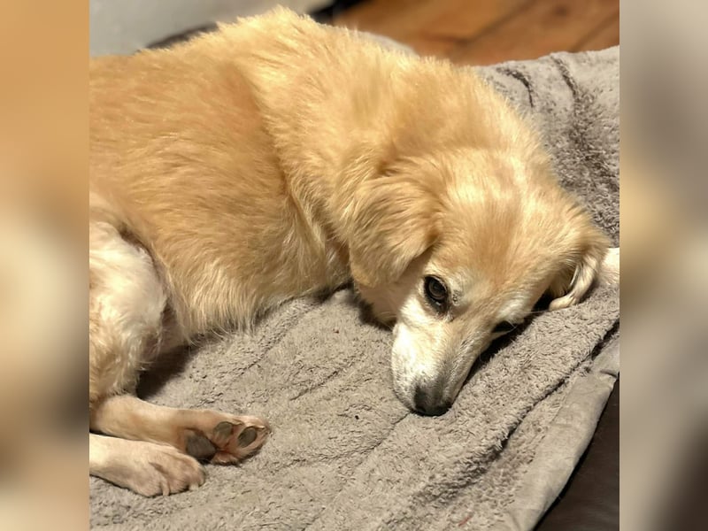 Wurstl - ist sehr zutraulich