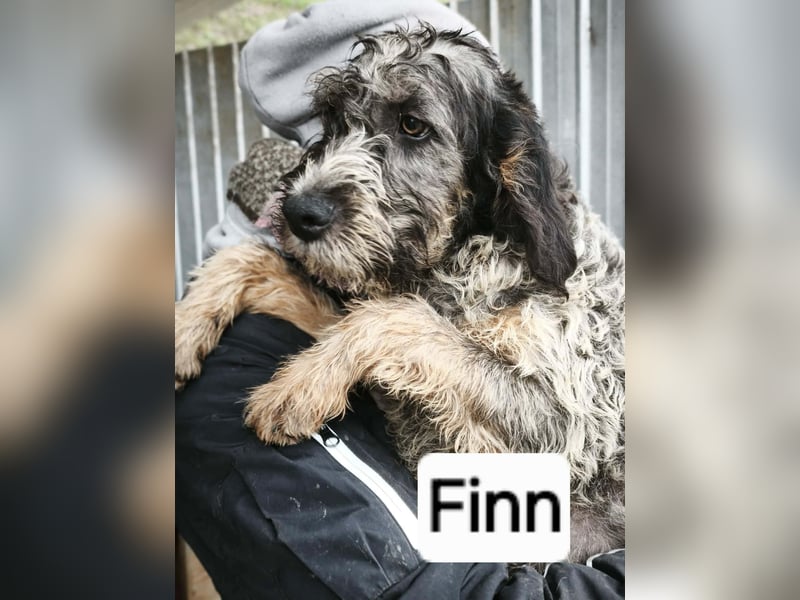 Finn - ist verspielt&voller Energie
